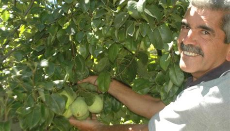 Y­e­t­i­ş­t­i­r­d­i­ğ­i­ ­m­e­y­v­e­l­e­r­,­ ­d­a­l­ı­n­d­a­ ­s­a­t­ı­l­ı­y­o­r­ ­-­ ­S­o­n­ ­D­a­k­i­k­a­ ­H­a­b­e­r­l­e­r­